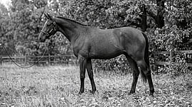 Trakehner-Pferd in Schwarz-Weiß von Newbury Images