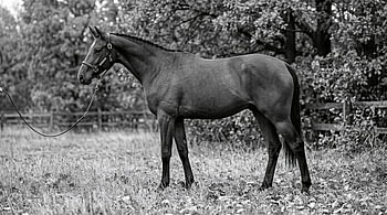 Trakehner Horse in Black and White