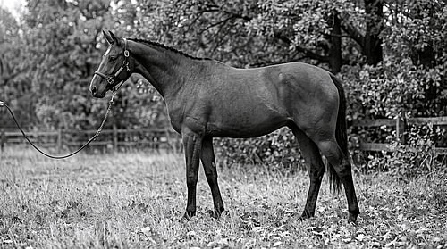 Trakehner-Pferd in Schwarz-Weiß