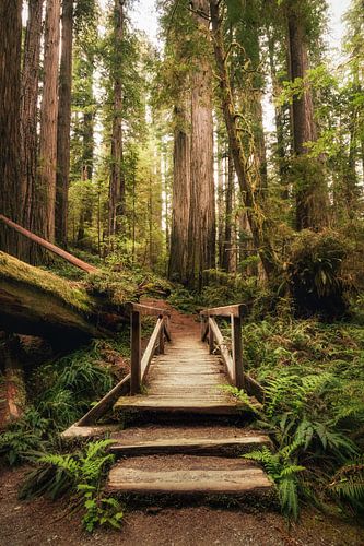 Entrée dans la forêt des géants