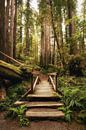 Ingang tot het woud van de reuzen van Loris Photography thumbnail