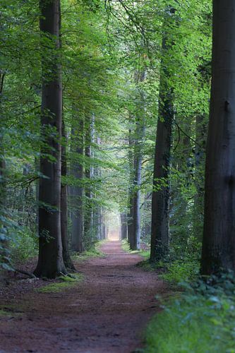 Aan het einde van de bomenrij wacht de zon op ons