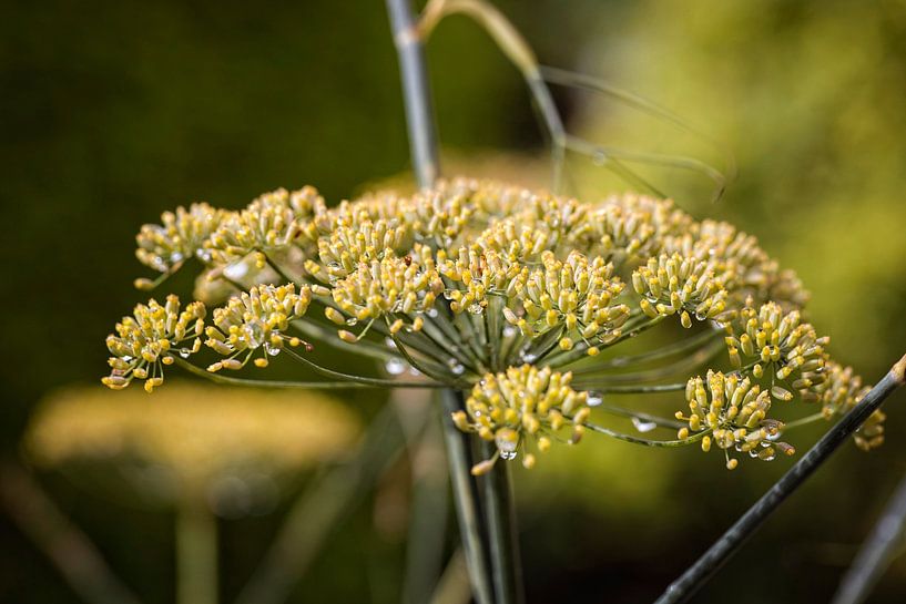 Fennel by Rob Boon