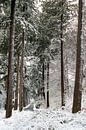 Speulderbos, Gelderland, Bomen, winter, Natuur. van Robin van Maanen thumbnail