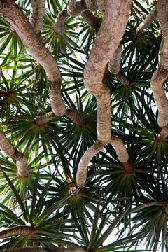 Dragon Tree in confusion by Margot van den Berg