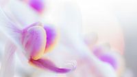 Soft focus