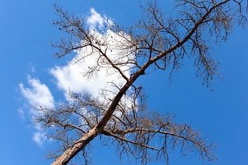 Tree against blue sky