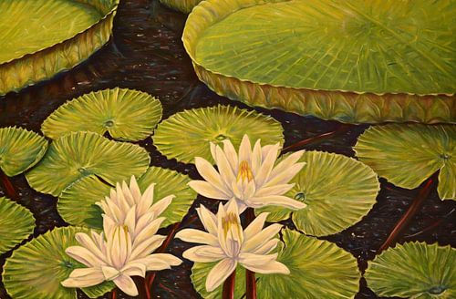 Victoria Regia, nénuphar géant sur l'Amazone