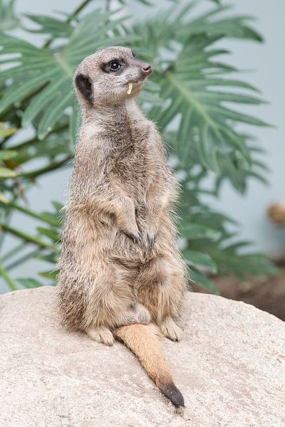 Erdmännchen von Henrico Fotografie