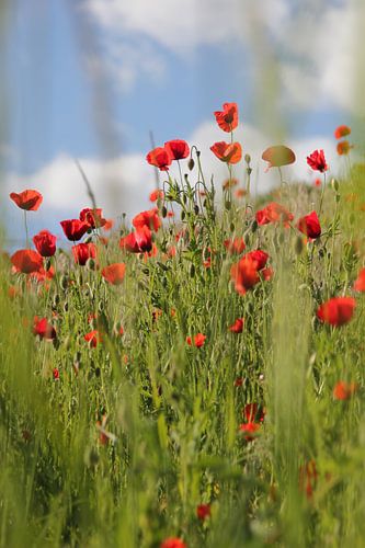 Ein Feld voller Mohnblumen