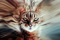 Surreal cat
