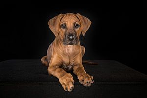 Rhodesian Ridgeback-Welpe