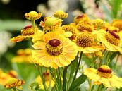 fleurs jaunes par wendy vanhoudt Aperçu