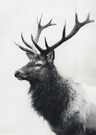 „Spirit of the Wilderness“ – Minimalistische Elch-Tuschezeichnung von mlaelaty 23