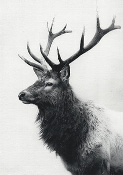 „Spirit of the Wilderness“ – Minimalistische Elch-Tuschezeichnung