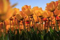 Tulipes hollandaises en pleine floraison au printemps par gaps photography Aperçu
