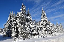 Ein Wald nach dem Sturm