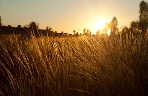 Guwing (Sonne) von Mike van den Brink