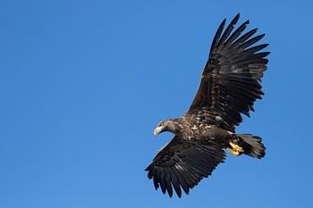 Svolvaer - Bald Eagle