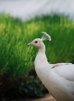 Weißer Pfau
