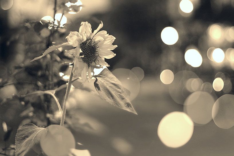 Zonnebloem in sepia van Marianna Pobedimova