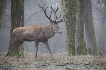 Een indrukwekkend schouwspel in het herfstbos