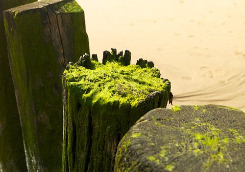 Verweerde kop van strandpaal begroeid met wier