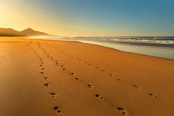 Empreintes de pas sur la plage sur Markus Lange