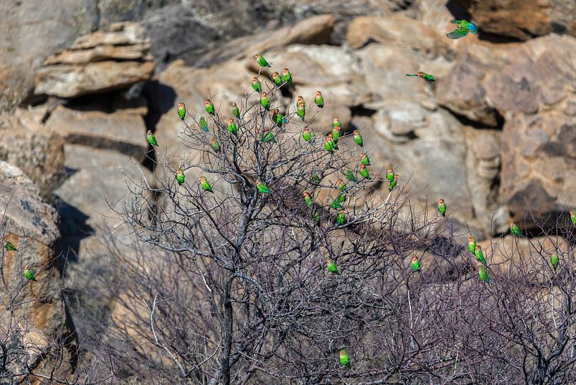 Rosenköpfchen Papageien in Namibia by Poster Art Shop