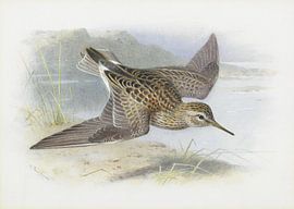 Pectoral Sandpiper, Archibald Thorburn