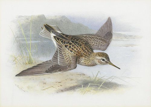 Pectoral Sandpiper, Archibald Thorburn