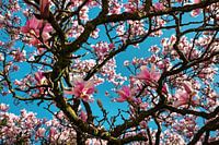Magnolias in bloom in spring