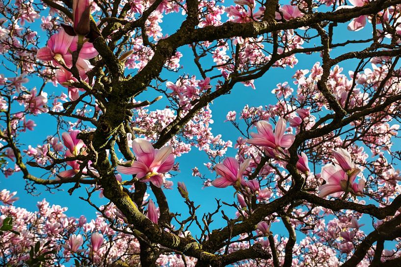 Magnolias in bloom in spring by Chi