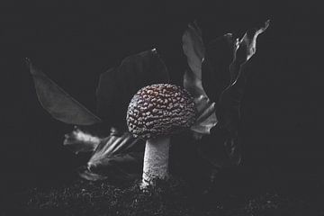 lone round fly agaric sur Ribbi