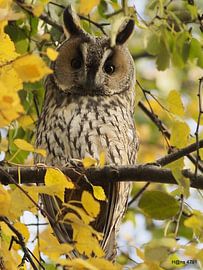 Ransuil in de berk van Hans van Kaam