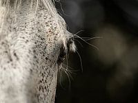 Das Auge eines Pferdes
