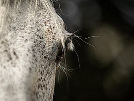 The eye of a horse