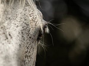 Das Auge eines Pferdes