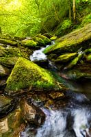 Rivers of the Belgian Ardennes