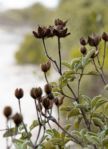 Une belle photo de nature dans les tons café fabriqués dans les Pouilles
