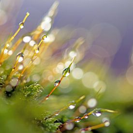 Moss with dew. by Tineke Koen