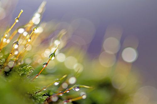 Moos mit Tau. von Tineke Koen