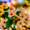 Fleurir. Une annonce joyeuse pour le printemps sur Frans Van der Kuil
