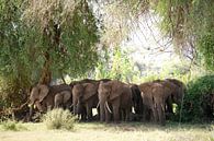 Un troupeau d'éléphants protège ses petits du soleil dans le PN de Samburu, au Kenya. par Louis en Astrid Drent Fotografie Aperçu