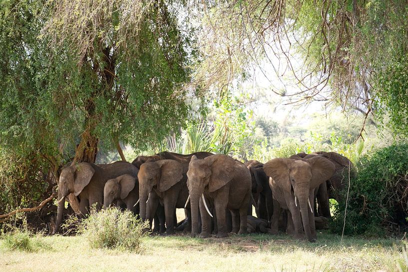 Un troupeau d'éléphants protège ses petits du soleil dans le PN de Samburu, au Kenya. par Louis en Astrid Drent Fotografie