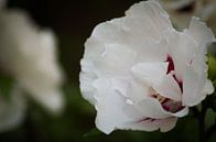 Hibiscus van Onno van Kuik thumbnail