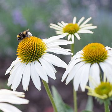 Flowers and bee von Christa Thieme-Krus