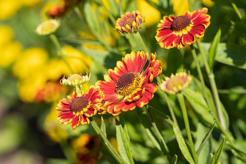 Zonnebloem, Helenium van Alexander Ludwig
