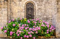 bloeiende hortensia's tegen de muur van de kathedraal van okkofoto thumbnail