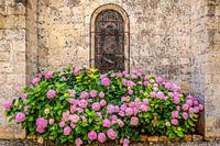 hortensias en fleurs contre le mur de la cathédrale